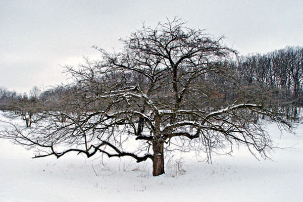 wintertree